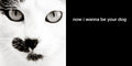 now i wanna be your dog | lost quotes #14: now i wanna be your dog