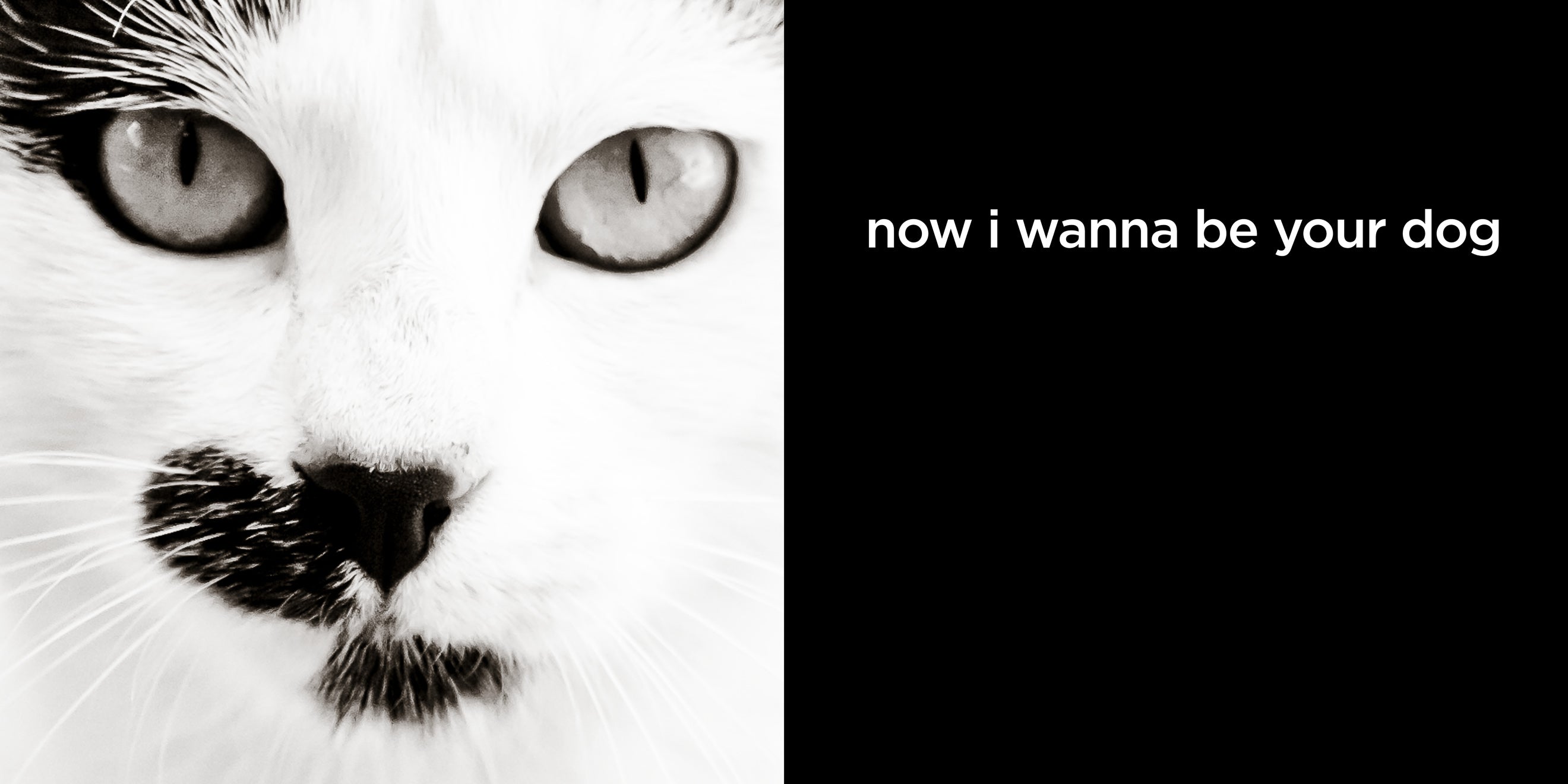 now i wanna be your dog | lost quotes #14: now i wanna be your dog