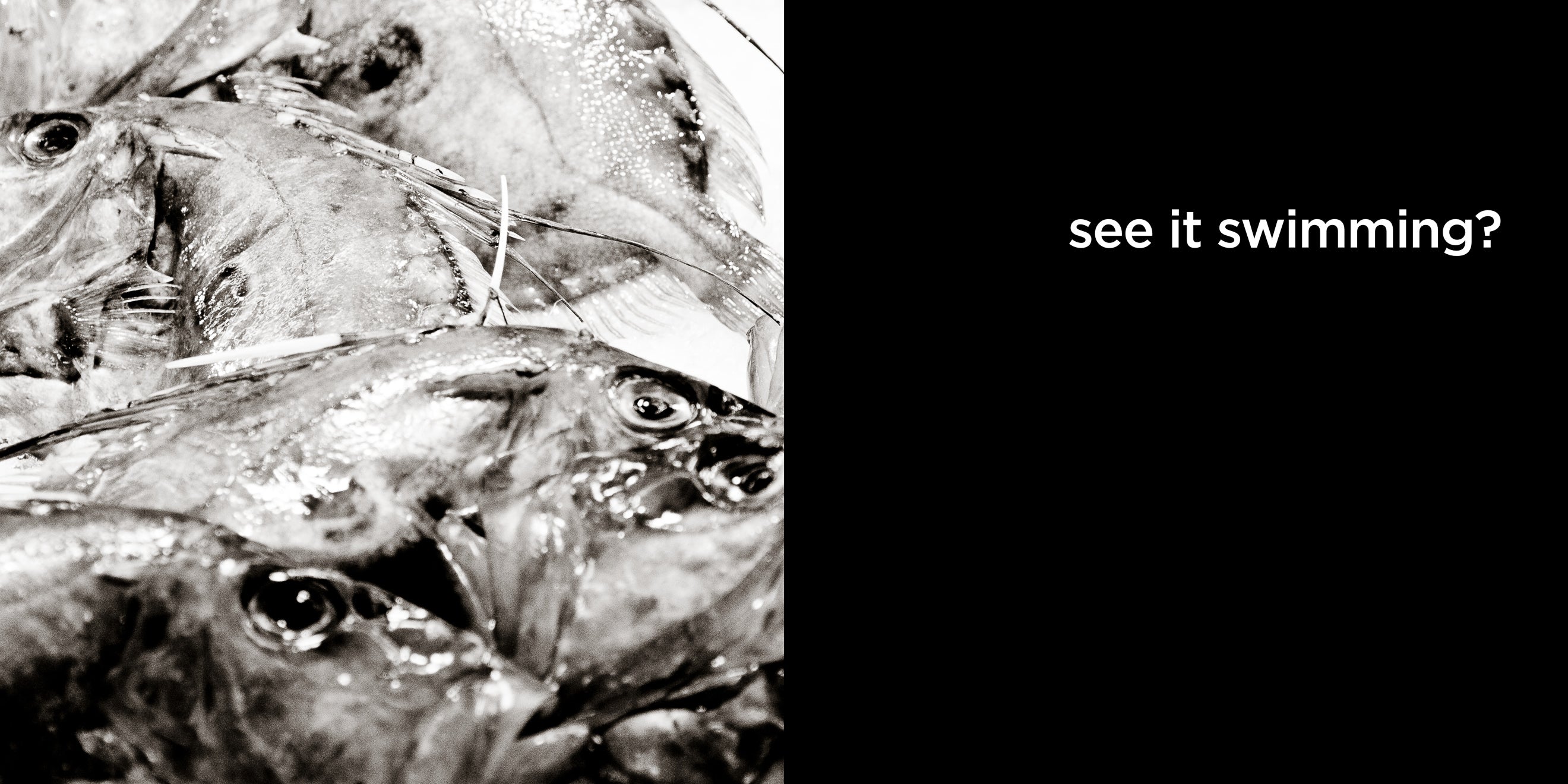 see it swimming? | lost quotes #16: see it swimming?
