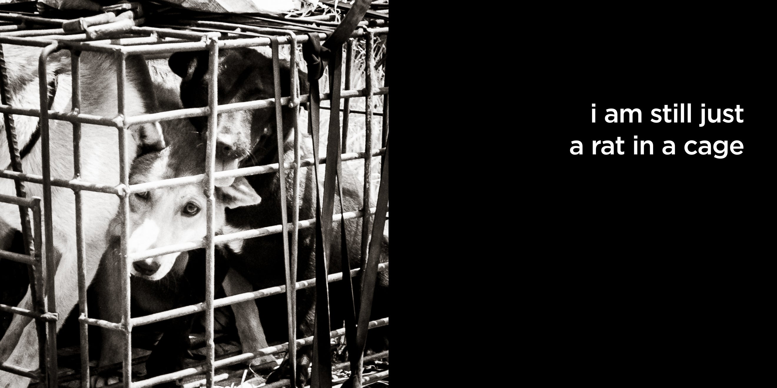 i am still just a rat in a cage | lost quotes #49: i am still just a rat in a cage