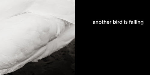 another bird is falling | lost quotes #4: another bird is falling